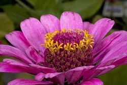 zinnia elegans thumbnail graphic